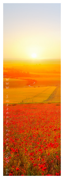 Steyning Poppies at mid Summer Sunrise